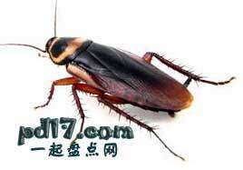 辐射环境生存能力最强的生物Top9：蟑螂