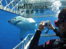 十种特殊的旅游方式Top5：鲨鱼旅游