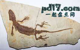 中国的十大山寨物品Top4：史前化石
