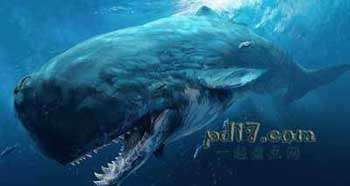灭绝的远古海洋巨兽Top3.5（后补充）：梅尔维尔鲸