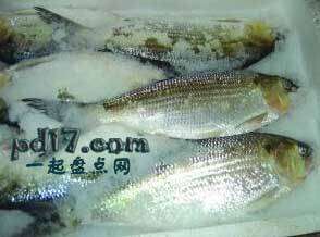 最贵的鱼是什么鱼之食用鱼：长江鲥鱼