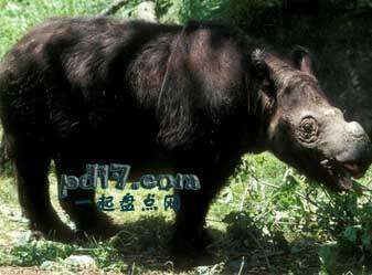 现代最常见的古老物种Top7：苏门答腊犀牛