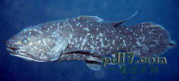 现代最常见的古老物种Top2：腔棘鱼