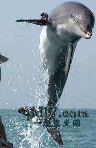 动物的特殊作用Top6：军用海豚