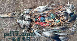 人们对海洋做出了哪些危害Top5：海洋垃圾的危害