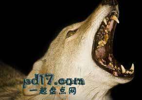濒临灭绝的珍稀动物Top7：红狼