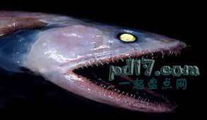 令人毛骨悚然的海洋生物Top6：深海蜥鱼