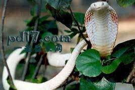 十种白化病动物Top8：白化眼镜蛇