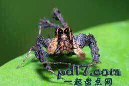 世界上最聪明的动物Top10：Portia Labiata跳蛛