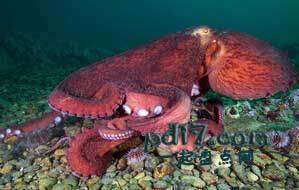 世界上最聪明的动物Top6：北太平洋巨型章鱼