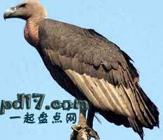 危险的鸟类Top9：秃鹫