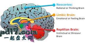 蜥蜴脑与人类常见的认知误区Top10：关于大脑