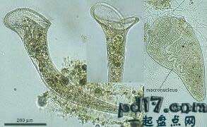 体型巨大的单细胞生物Top10：喇叭虫