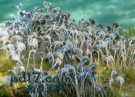 体型巨大的单细胞生物Top4：伞藻