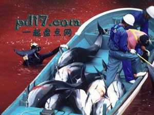 亚洲国家的黑暗秘密Top8：日本捕杀海豚