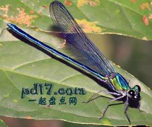 最新发现的新物种Top1：乌玛蜻蜓