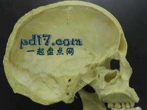 关于人类骨骼的事Top2：颅脊和脑损伤