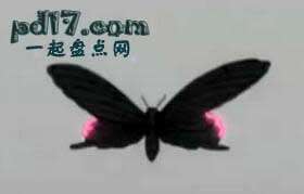 代表死亡的征兆Top9：黑色蝴蝶