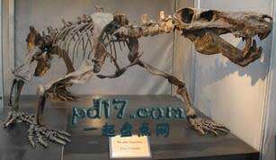 少见的远古恐怖生物Top7：狼蜥兽