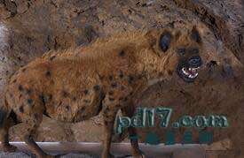 新生代灭绝的动物Top5：洞鬣狗