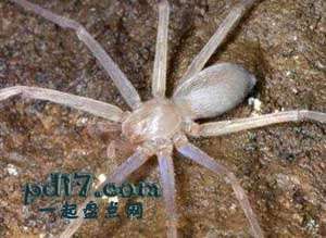 超凡脱俗的地下生物Top7：盲人的狩猎蜘蛛