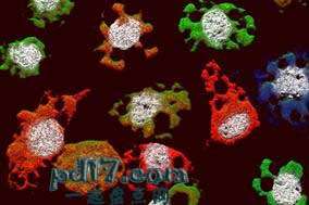 神秘的病毒Top7：多组分病毒