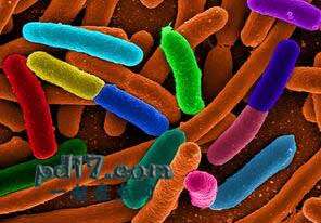 世界上最危险的细菌：Top10
