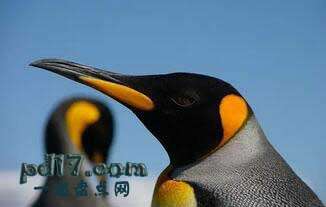 世界上最大的鸟类Top10：国王企鹅