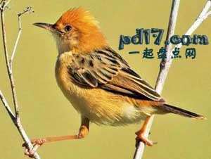 世界上最小的鸟Top4：金头扇尾莺