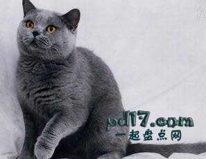 世界上品种最贵的猫Top7：俄罗斯蓝猫