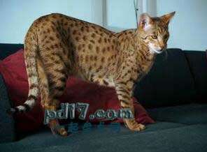 世界上品种最贵的猫Top2：萨凡纳猫