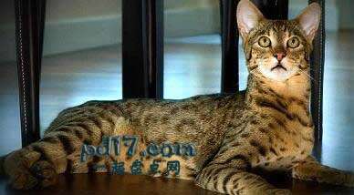 世界上品种最贵的猫Top1：阿瑟拉猫