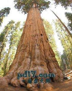 突破世界纪录的树Top7：体积最大的树