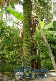 突破世界纪录的树Top2：产量增长最多的香蕉树