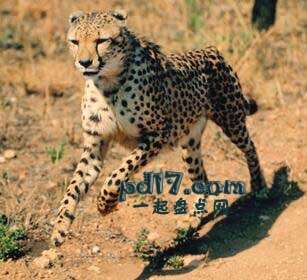 体型最大的猫科动物Top7：猎豹