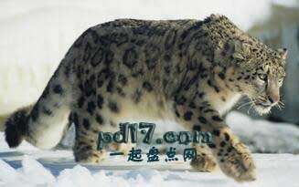 体型最大的猫科动物Top5：雪豹