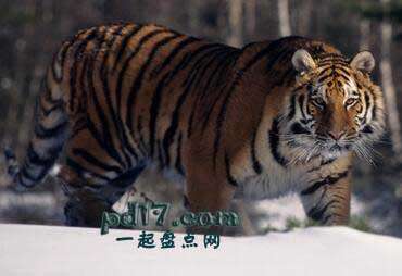 体型最大的猫科动物Top1：西伯利亚虎
