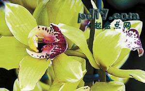 世界上最贵的花卉Top3：Shenzhen Nongke兰花