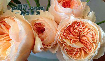 世界上最贵的花卉Top2：朱丽叶玫瑰