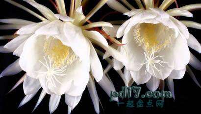 世界上最贵的花卉Top1：Kadupul花