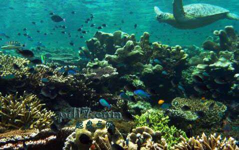 世界上最好的潜水地点Top9：马来西亚诗巴丹