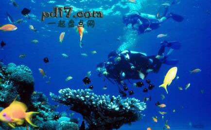世界上最好的潜水地点Top7：哥斯达黎加 蓬塔戈尔达