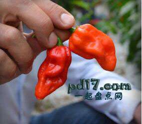 世界上最辣的辣椒Top6：科莫多龙辣椒 1,400,000 SHU