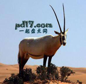 不再濒危物的物种Top5：阿拉伯羚羊（不再濒危：2011）