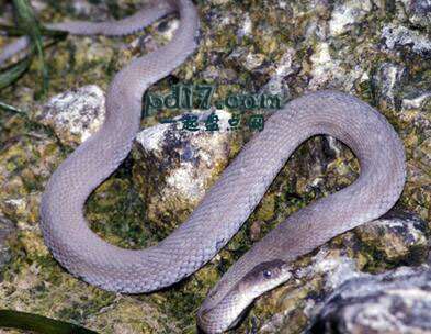 不再濒危物的物种Top4：伊利湖蛇（不再濒危：2011）