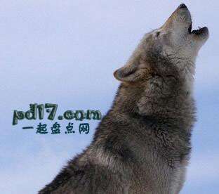 不再濒危物的物种Top3：北美灰狼（不再濒危：2011）