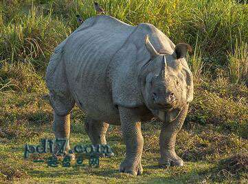 不再濒危物的物种Top1：印度犀牛（不再濒危：2008）