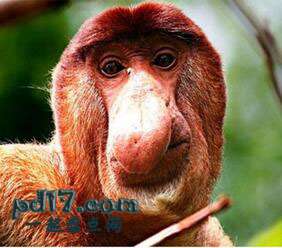 世界上最丑的动物Top10：长鼻猴