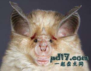 世界上最丑的动物Top3：菊头蝠