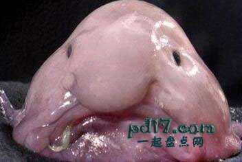 世界上最丑的动物Top1：水滴鱼